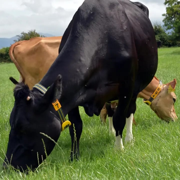 never-miss-a-beat_720x720