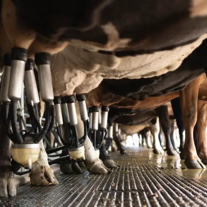 smartflow_optimise_cow-1