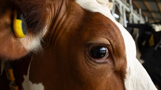 smarttag-ear-how-to-apply_605x340