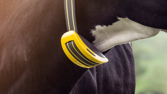 smarttag-neck-how-to-attach_605x340