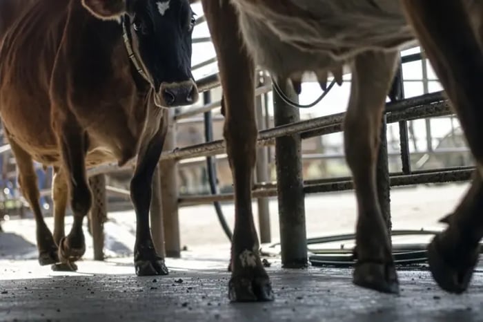 solutions-automation-nz_700x480