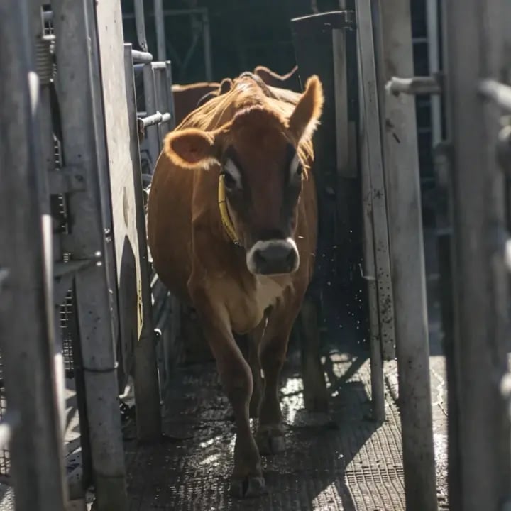 solutions-smartsort_720x720