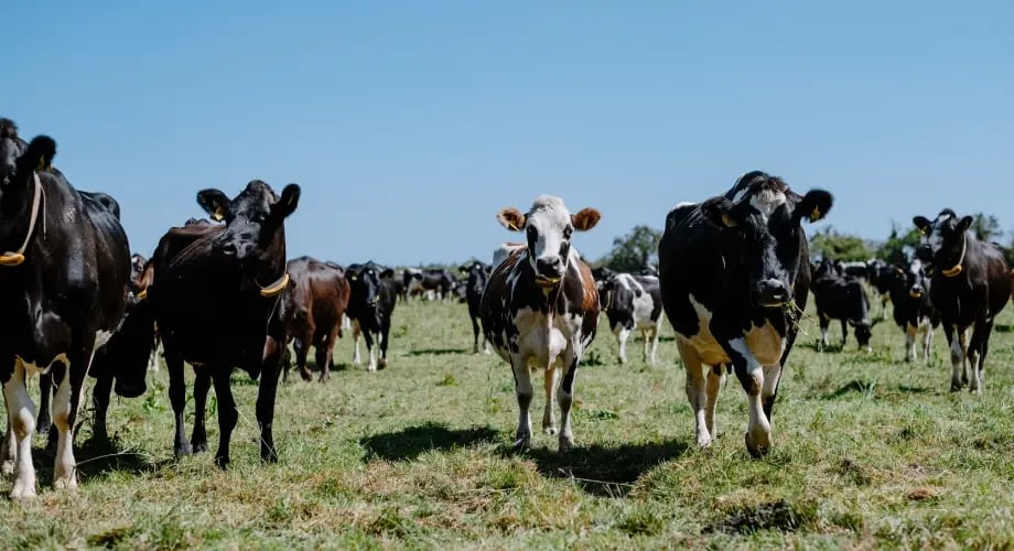 testimonial-joseph-leonard-smarttags