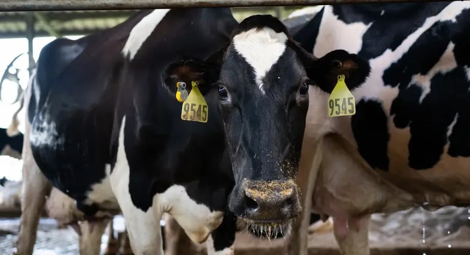 testimonial-sutton-rucks-image1