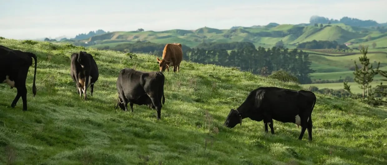 Nedap New Zealand launches to transform dairy farming