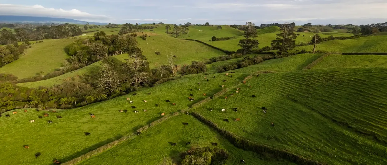 Gallagher Animal Management and Nedap announce innovative AgriTech partnership