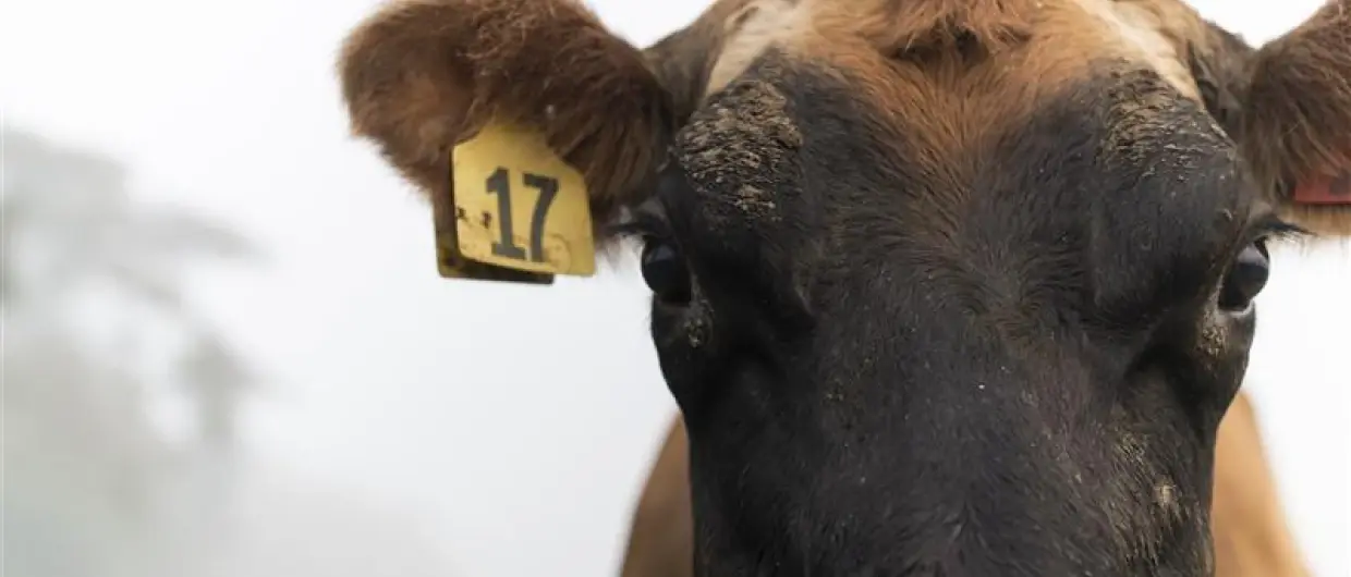 Maximising conception