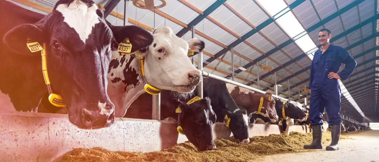 Waikato Milking Systems and Nedap announce partnership